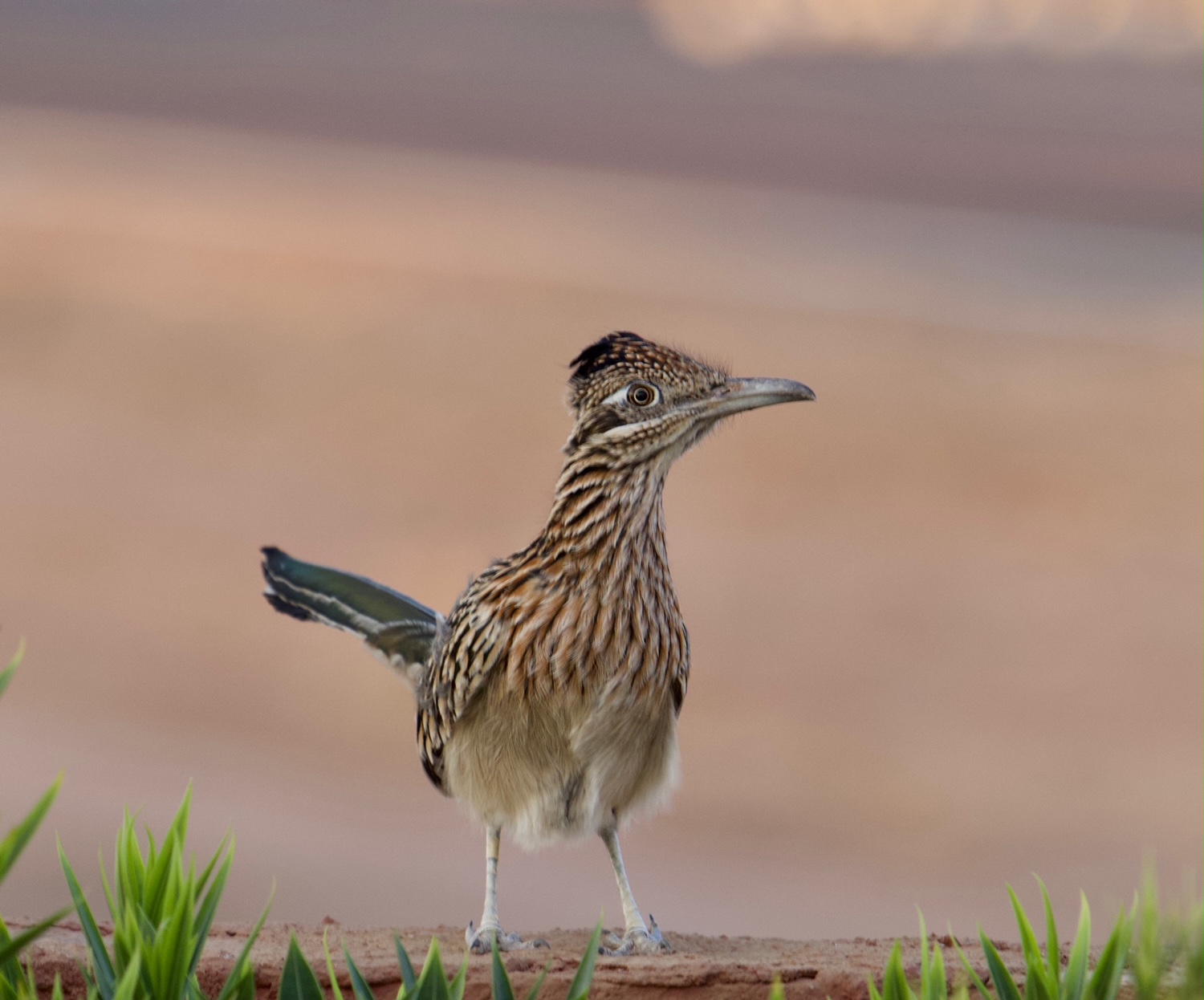 Roadrunner bird on golf course